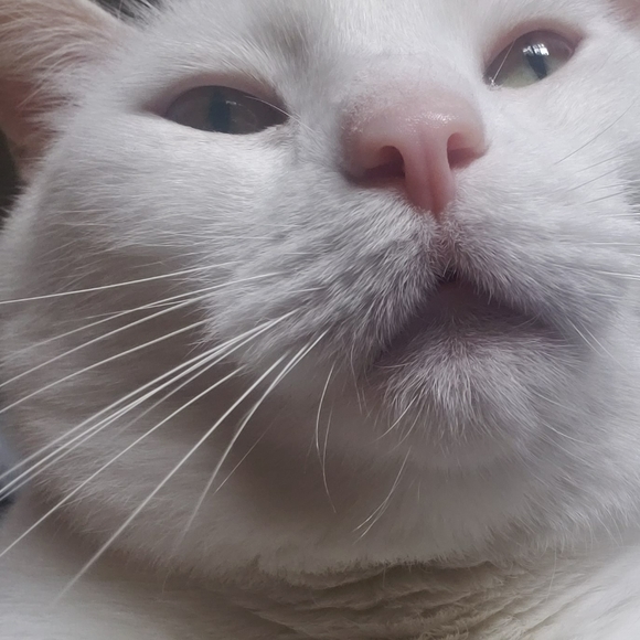 Meet your Posher! 🌟 🌹 - Picture 3 of 15